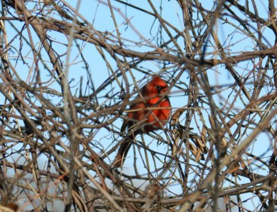 Cardinal - Stricker's Pond, Middleton, WI - March 9, 2012