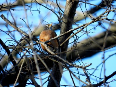 Robin - Stricker's Pond, Middleton, WI - March 9, 2012