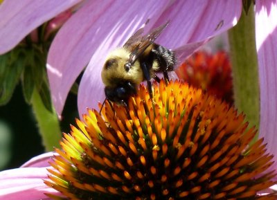 Bee on coneflower - Fitchburg, WI - July 18, 2010 
