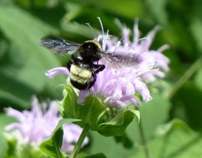 Bee on monarda - Fitchburg, WI - July 18, 2010 