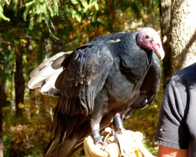 Turkey vulture, held by his handler - Devil's Lake, near Baraboo, WI - Oct 9, 2011