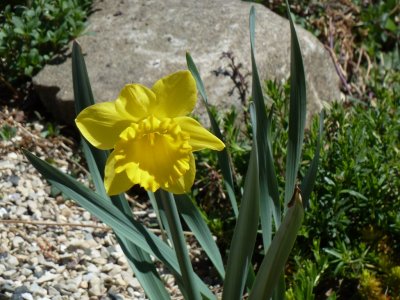 Daffodil - Fitchburg, WI - 2011/04/29