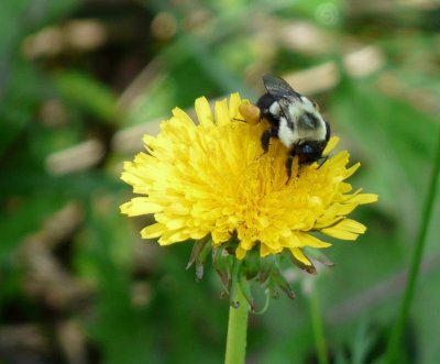 Bee on dandelion - Fitchburg, WI - August 8, 2008