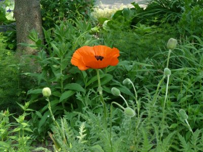 Poppy - Fitchburg, WI - June 3, 2011 