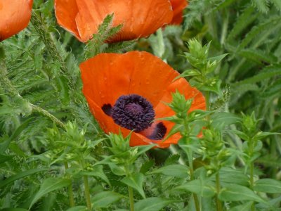 Poppy - Fitchburg, WI - June 10, 2011 