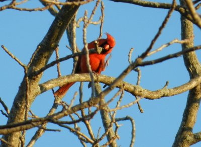 Cardinal - don't know what this is about - Seminole Glen Park, Fitchburg, WI - March 10, 2012