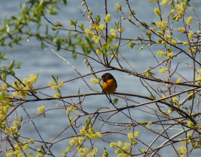 Baltimore oriole - Washburn, WI - May 22,  2011 