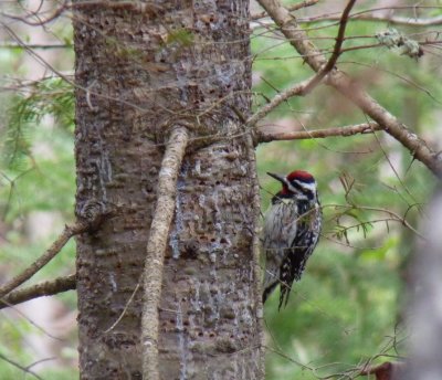 Yellow-bellied sapsuckers