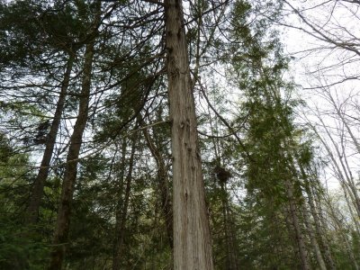 Trees - near Washburn, WI - May 21,  2011