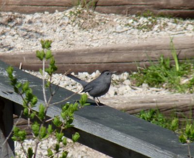 Gray catbirds - GALLERY