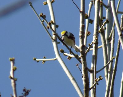 Chestnut-sided warbler - near Washburn, WI - May 20, 2011 