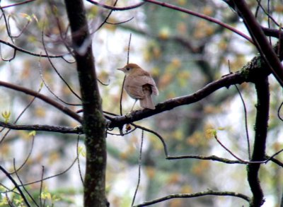 Veery-GALLERY