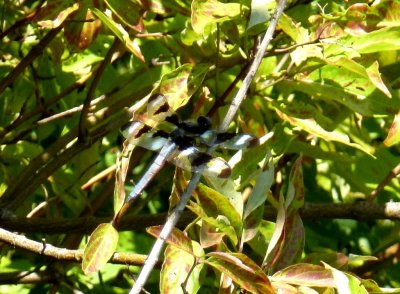 Twelve-spotted skimmer - Fitchburg, WI - July 29, 2011