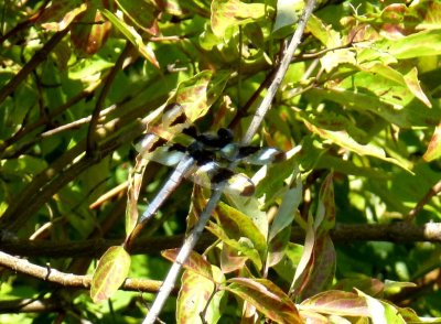 Twelve-spotted skimmer - Fitchburg, WI - July 29,  2011