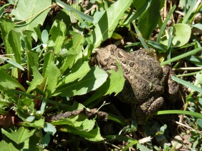 Toad - Fitchburg, WI - July 29, 2011
