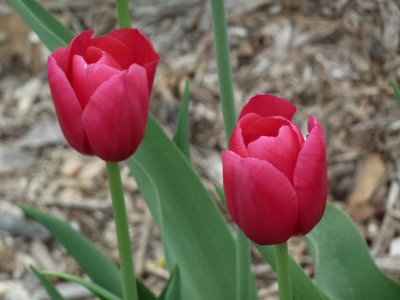 Tulips - GALLERY