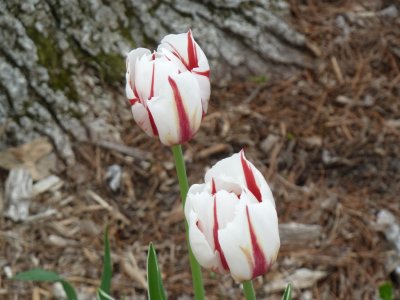 Tulips - Fitchburg, WI
