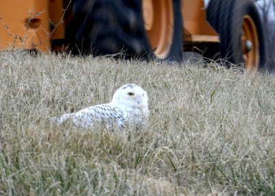 The snowy owl who sat near the highway - GALLERY