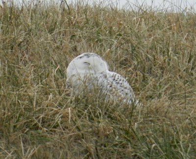 Snowy owl - near Waunakee, WI - December 8, 2011
