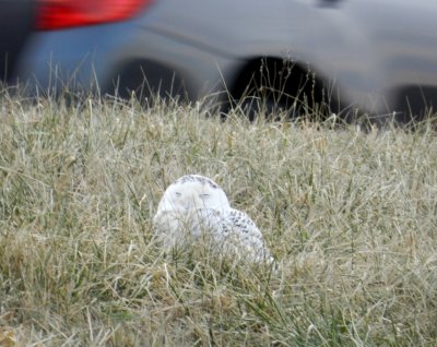 Snowy owl - near Waunakee, WI - December 8, 2011