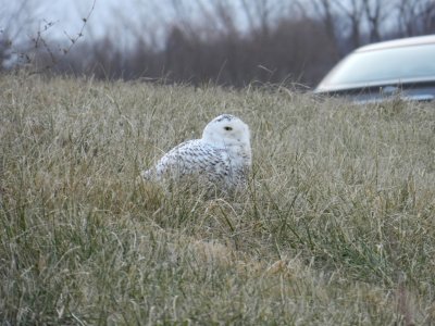 Snowy owl - near Waunakee, WI - December 8, 2011