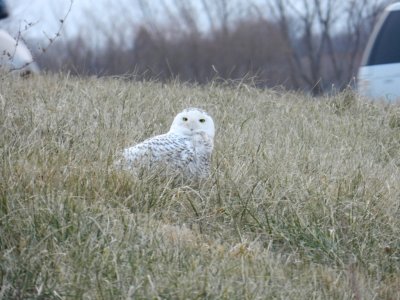 Snowy owl - near Waunakee, WI - December 8, 2011