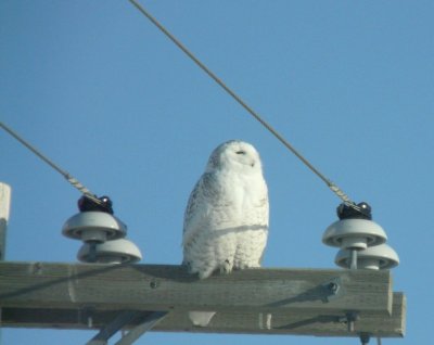 Snowy owl - near Winnipeg, Manitoba, Canada - March 19, 2009