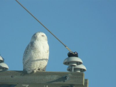 Snowy owl - near Winnipeg, Manitoba, Canada - March 19, 2009