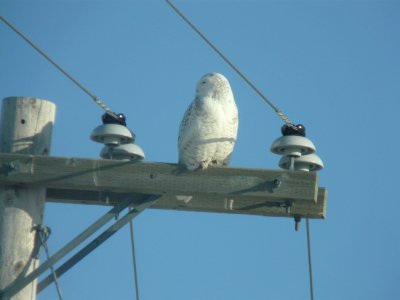 Snowy owl - near Winnipeg, Manitoba, Canada - March 19, 2009