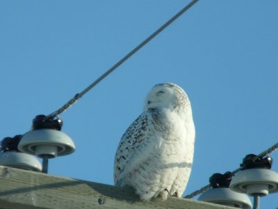 Snowy owl - near Winnipeg, Manitoba, Canada - March 19, 2009