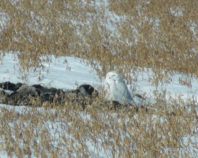 Snowy owl - near Winnipeg, Manitoba, Canada - March 19, 2009