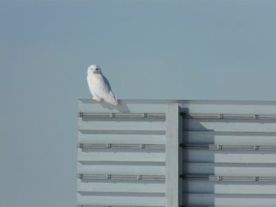 Snowy owl - near Winnipeg, Manitoba, Canada - March 19, 2009