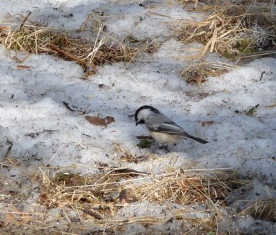 Black-capped chickadee - near Winnipeg, Manitoba, Canada - 2009-03-22