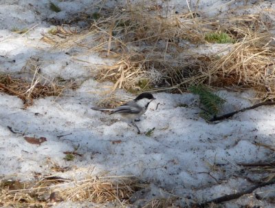 Black-capped chickadee - near Winnipeg, Manitoba, Canada - 2009-03-22