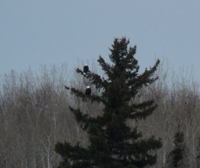 Bald eagles - near Winnipeg, Manitoba, Canada, March 20, 2009
