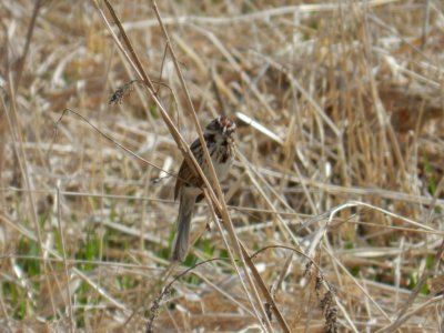 Sparrow - Stricker's Pond, Middleton, WI - March 17, 2012