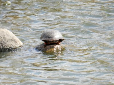 Turtle sunning on a small rock - Stricker's Pond, Middleton, WI - March 17, 2012