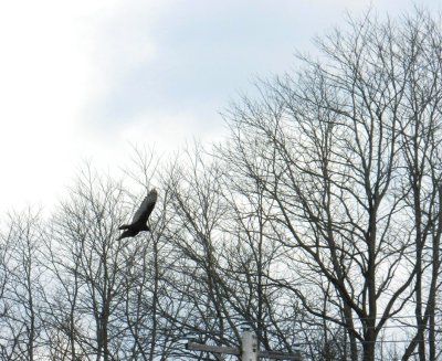 Hawk flying - off Seminole Hwy near Dunns Marsh, Madison, WI - March 17, 2012