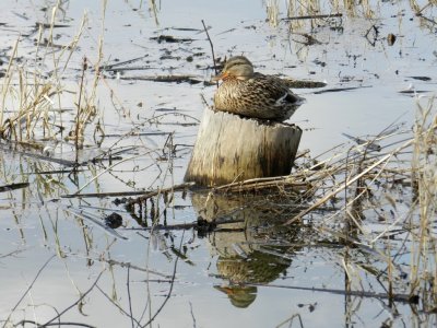 Duck on log - Tiedeman Pond, Middleton, WI - March 17, 2012