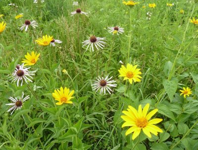 Wildflowers - Badger Prairie County Park, Verona, WI - July 3, 2011