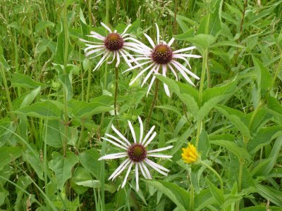 Wildflowers - Badger Prairie County Park, Verona, WI - July 3, 2011