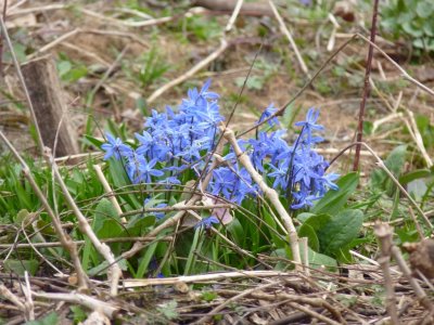 Wildflowers - Pheasant Branch Conservancy, Middleton, WI