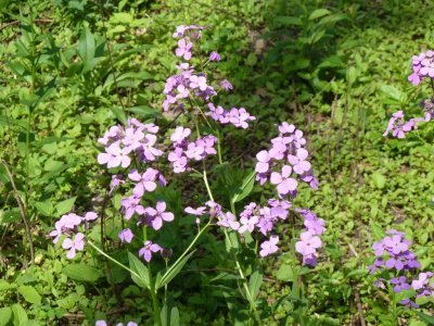 Wildflowers - Stricker's Pond, Middleton, WI - June 2,  2011