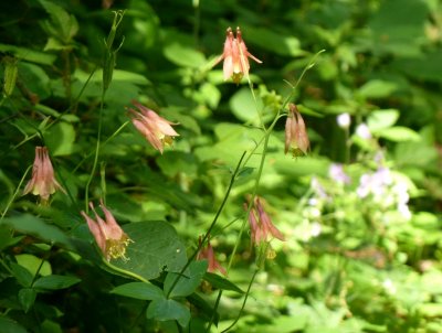 Wildflowers - Stricker's Pond, Middleton, WI - June 2,  2011