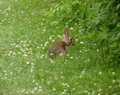 Rabbit - Badger Prairie County Park, Verona, WI - July 3, 2011 