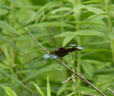 Widow skimmer - Badger Prairie County Park, Verona, WI - July 3, 2011