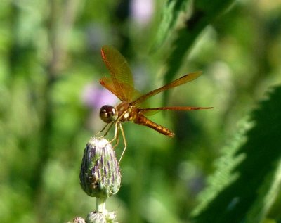 Yellow-legged Meadowhawk - Madison, WI - July 2,  2011