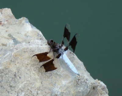 Common whitetail - Marquette County - August 6, 2011