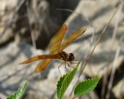 Yellow-legged Meadowhawk - Marquette County - August 6, 2011