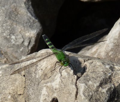Eastern pondhawk male - Marquette County - August 6, 2011